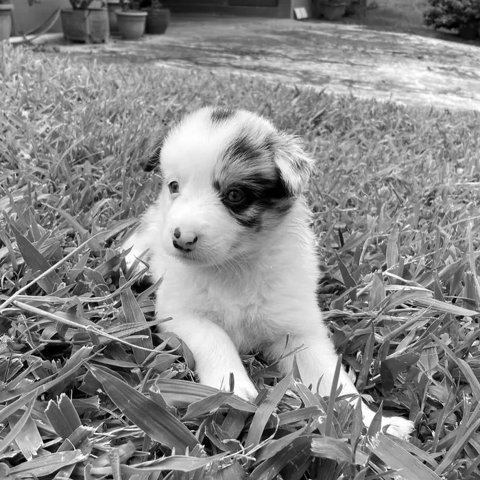 Cachorro de pelo largo, blanco con manchas negras y ojos claros, echado en el zacate. En blanco y negro.
