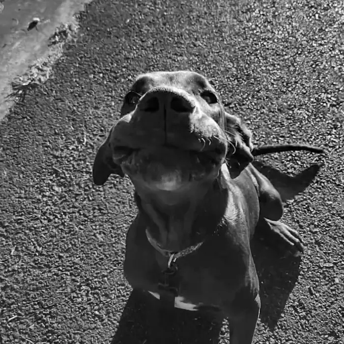 Perro joven de pelo corto, echado en la calle, mirando a la cámara desde abajo. En blanco y negro.