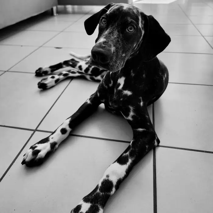 Perro joven moteado, echado en el piso de la sala, con la cabeza inclinada. En blanco y negro.