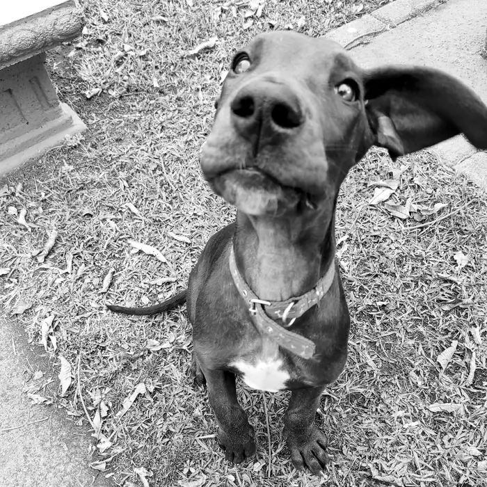 Cachorro negro con collar, sentado, mirando hacia arriba con una oreja levantada. En blanco y negro.