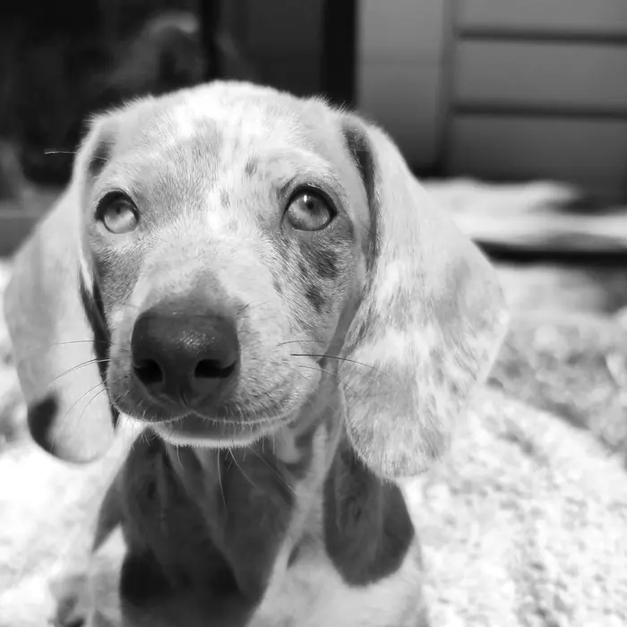 Cachorro salchicha de pelo moteado y ojos claros, mirando de frente. En blanco y negro.