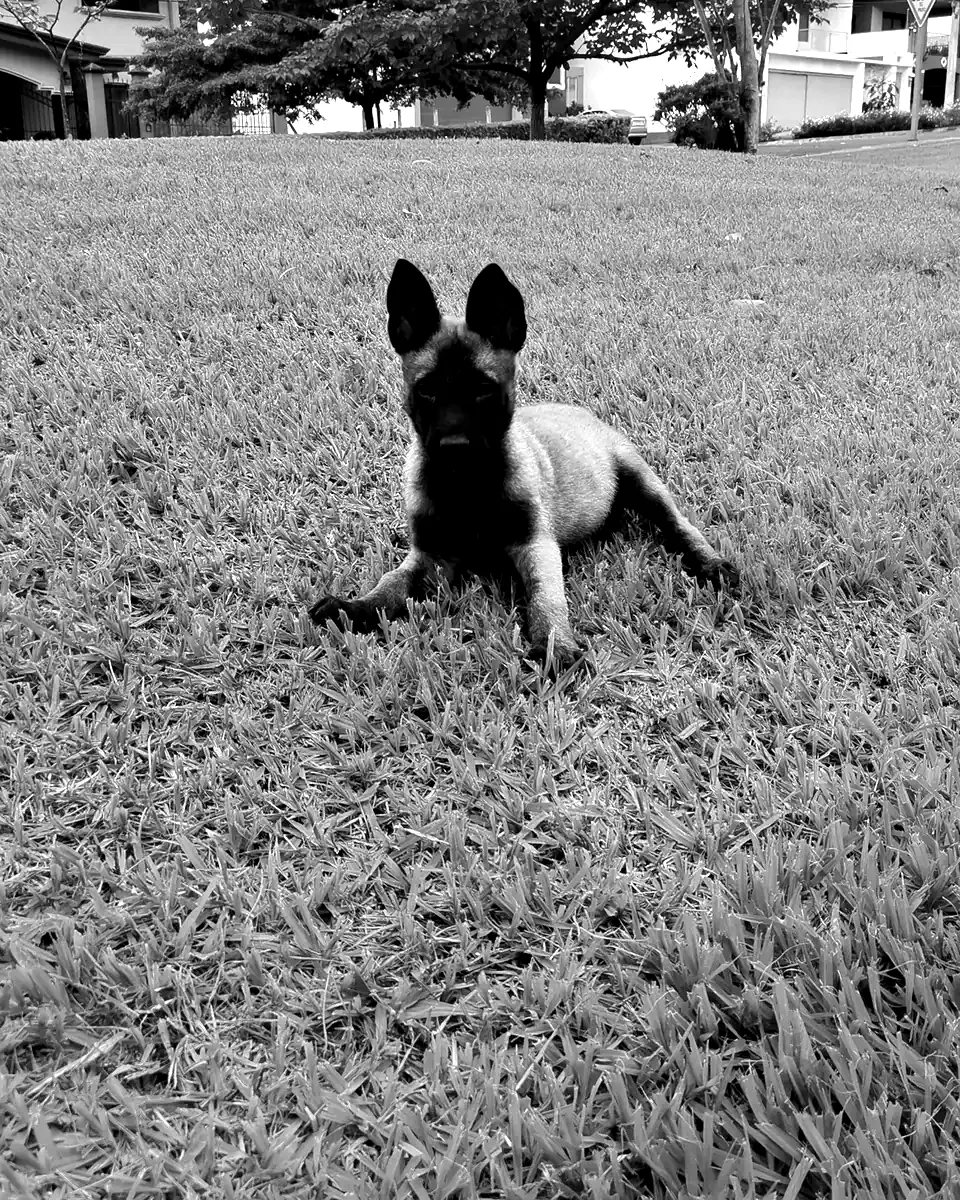 Logan, cachorro de pastor belga malinois, echado en el zacate de un parque con las orejas paradas, en blanco y negro.