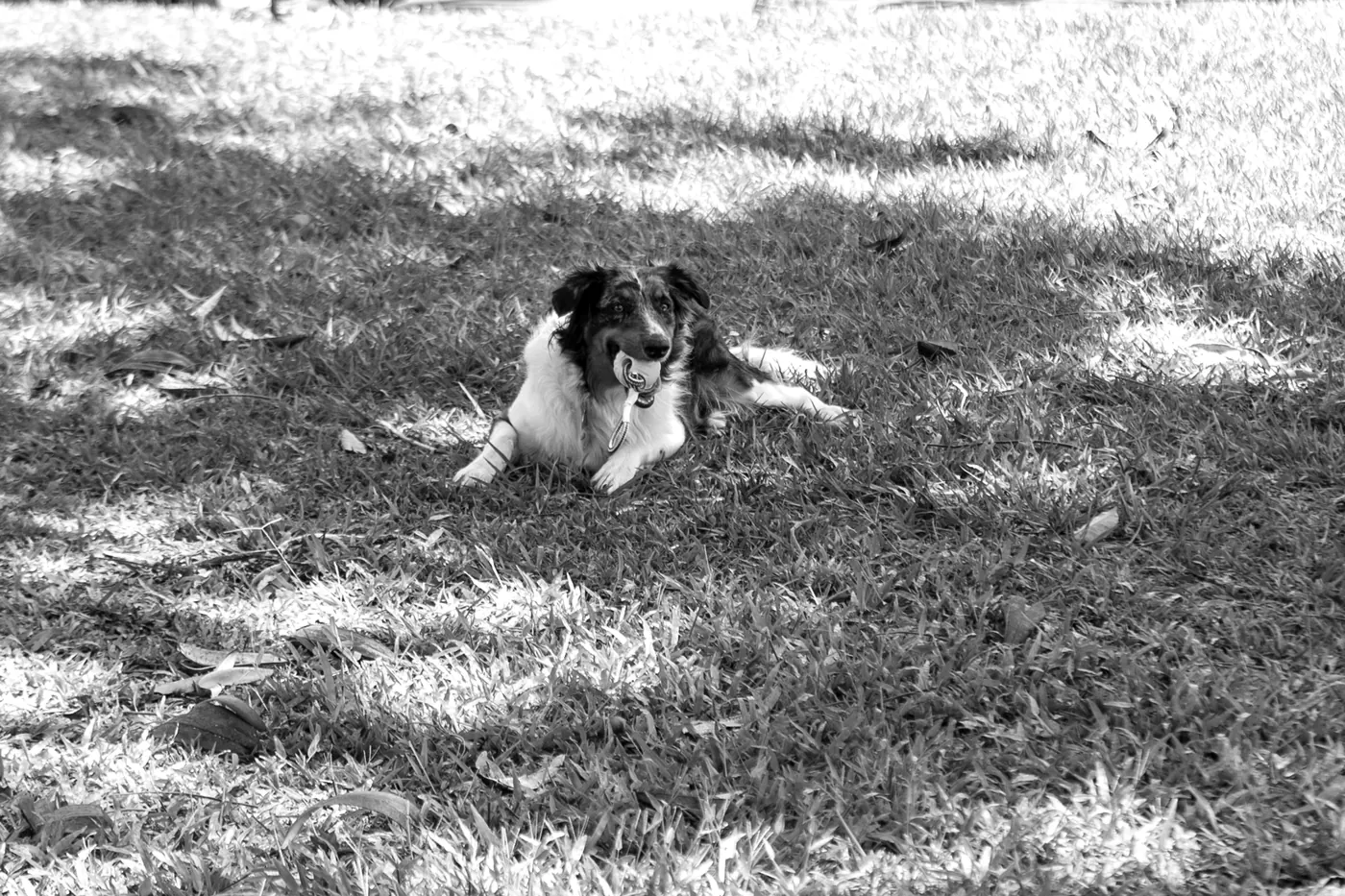 Una perra echada en el zacate, tranquila, con una pelota en la boca, en blanco y negro.