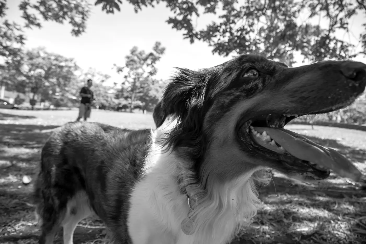 Una perra de pelo largo en un parque, con la boca abierta y la mirada atenta, llena de energía, en blanco y negro.