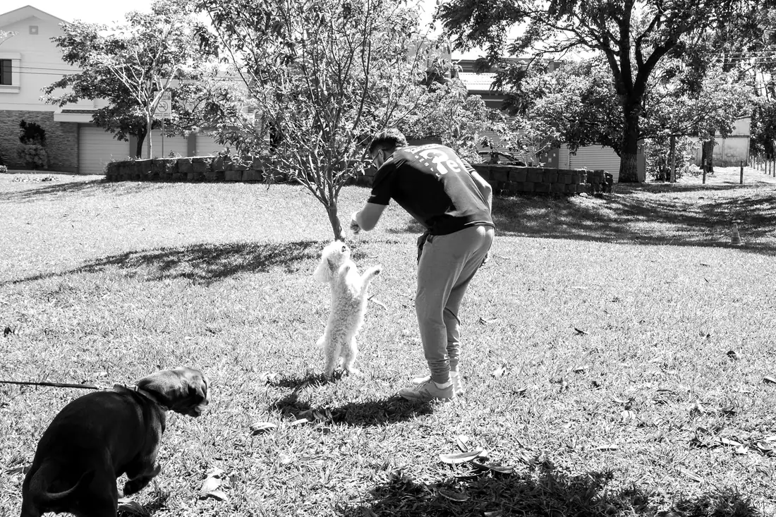 Jairo Sánchez en el parque del Residencial Altos de Montenegro, en Alajuela, trabajando con un perro pequeño mientras otro perro espera con correa, en blanco y negro.