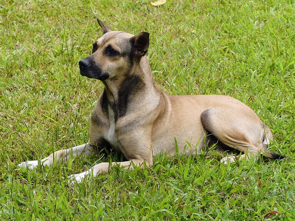 Perro sin raza adulto, de pelo corto y máscara oscura, echado sobre el zacate, de cuerpo entero, con las orejas levantadas.
